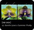 P. LL Gentle Love x Summer Pretty